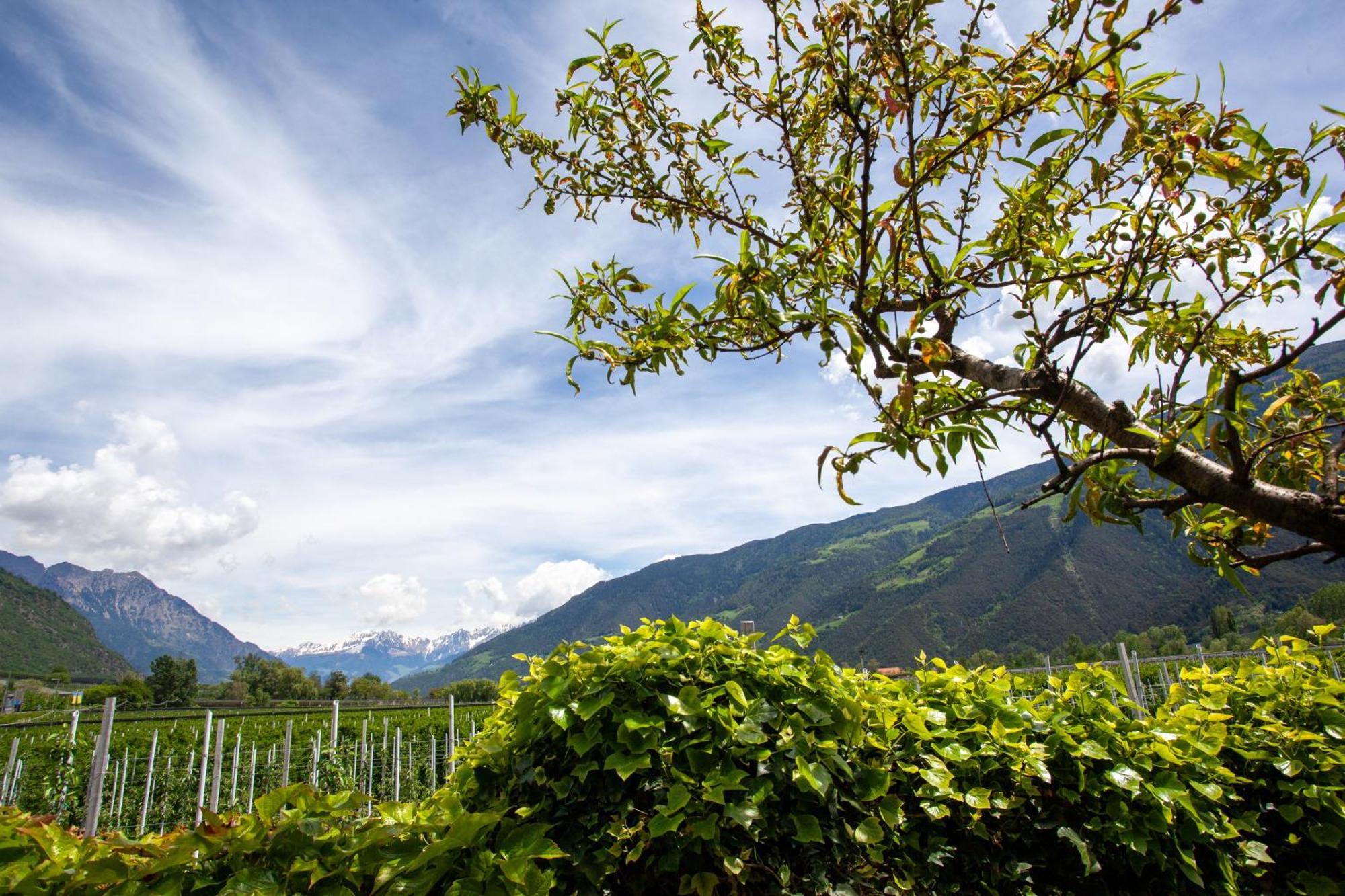 Hof Schupfer - Alpstay Naturns Exterior photo